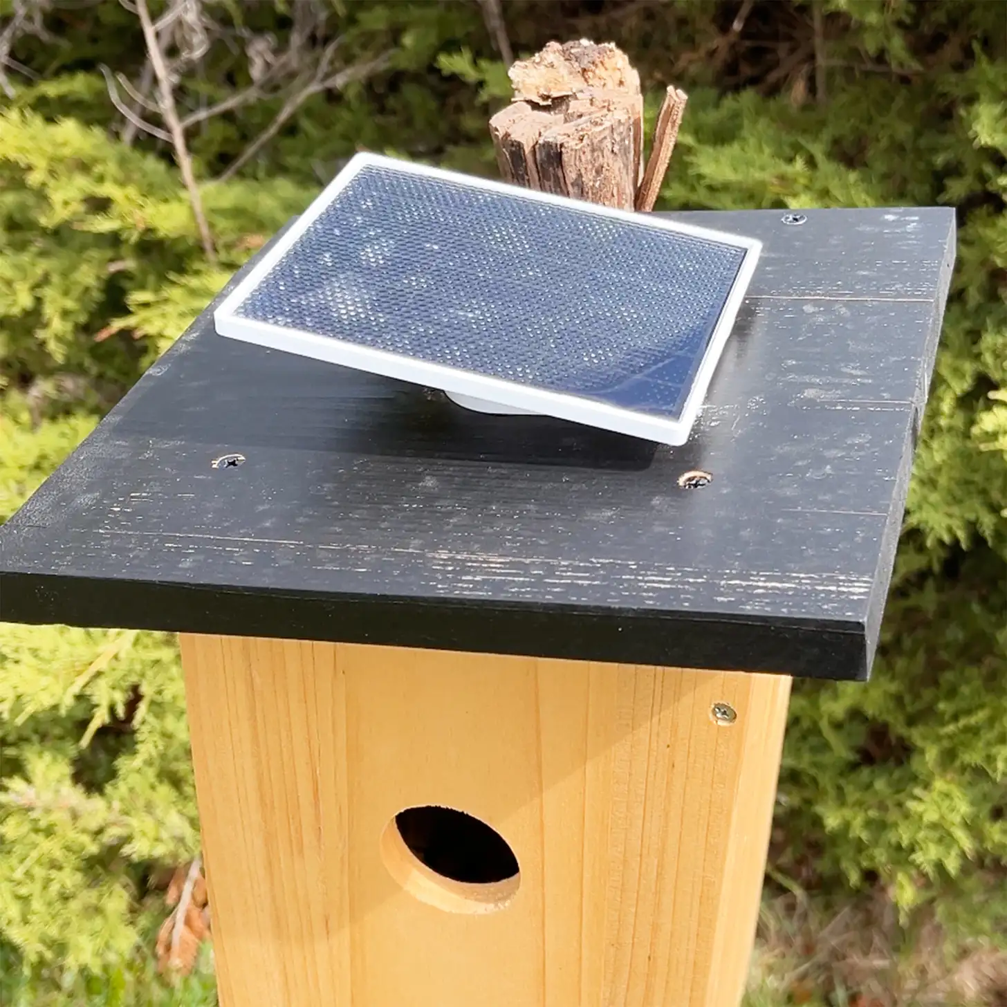 Netvue Birdfy Ebony Smart Bird House - Image 3